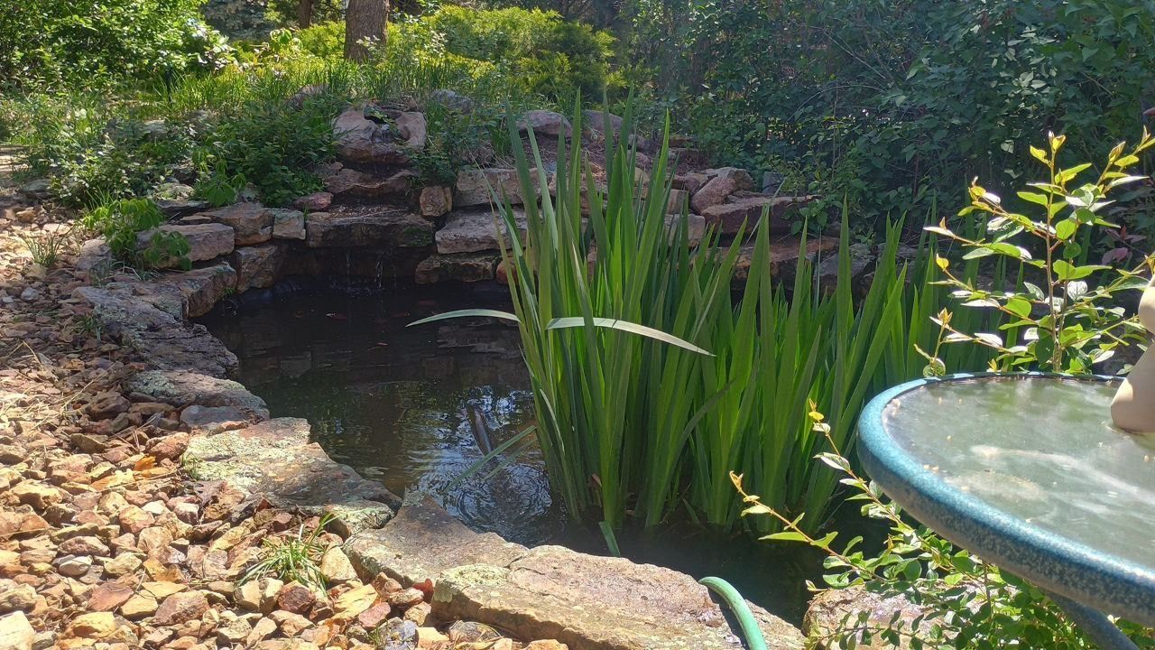 Small backyard pond with rocks, tall reeds, and a glass patio table in sunlight