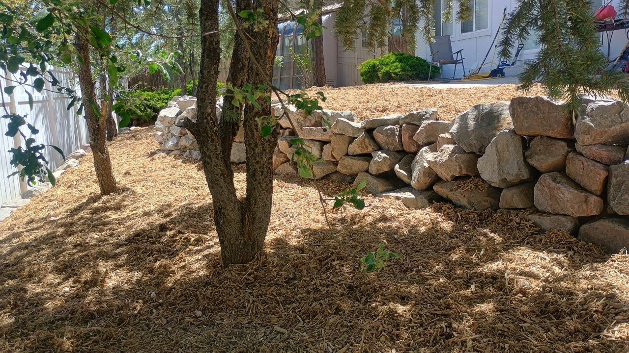 Tree in a dry, shaded yard beside a stacked stone wall and a white house.