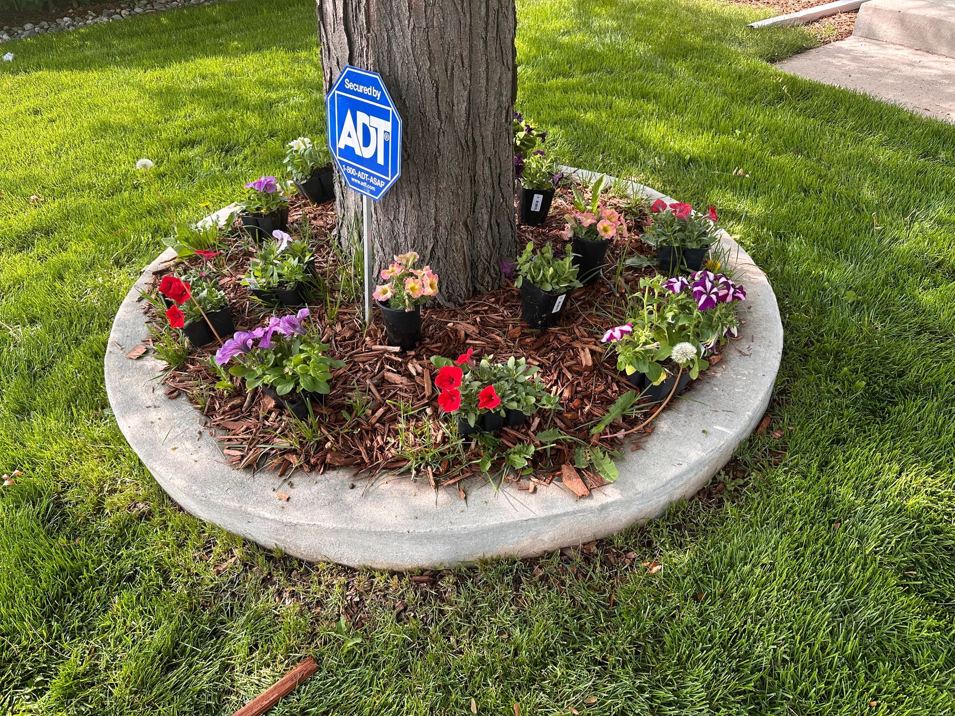 Small flower bed around a tree with red and purple flowers, bordered by a concrete ring and an ADT sign