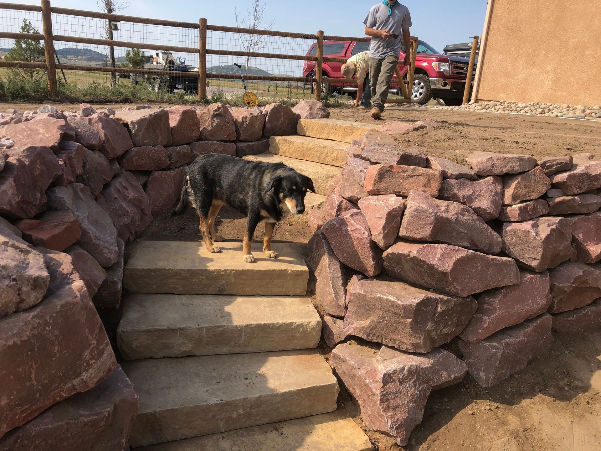 A dog is standing on a set of stairs surrounded by rocks.