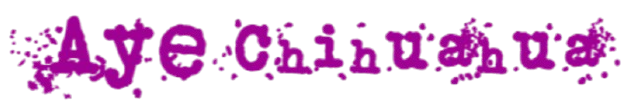 Chihuahua Breeder in Red Bluff, CA | Aye Chihuahua Chihuahua Breeder in Red Bluff, CA | Aye Chihuahua