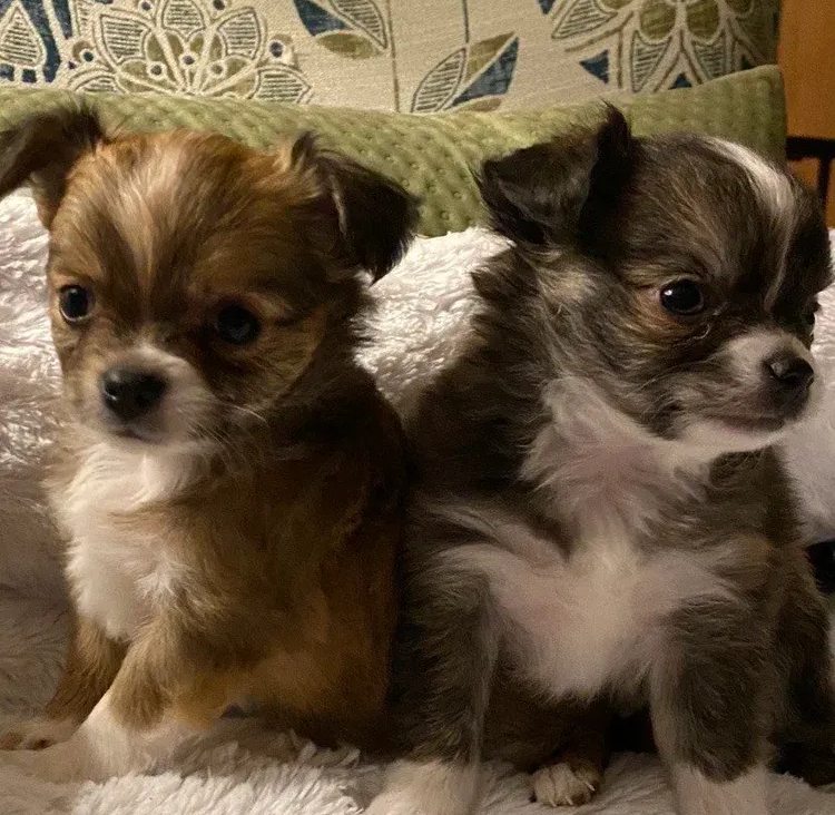 Chihuahua Long Coat Puppies for Sales in Red Bluff, CA Chihuahua Long Coat Puppies for Sales in Red Bluff, CA