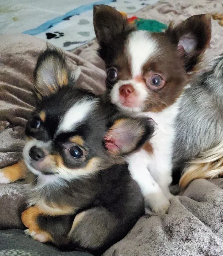 Chihuahua Breeder in Red Bluff, CA Chihuahua Breeder in Red Bluff, CA