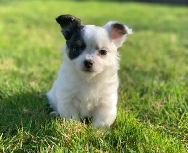Available Chihuahua Puppies in Red Bluff, CA Available Chihuahua Puppies in Red Bluff, CA