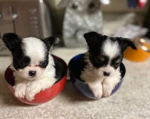 AKC Chihuahua Puppies for Sale in Red Bluff, CA AKC Chihuahua Puppies for Sale in Red Bluff, CA