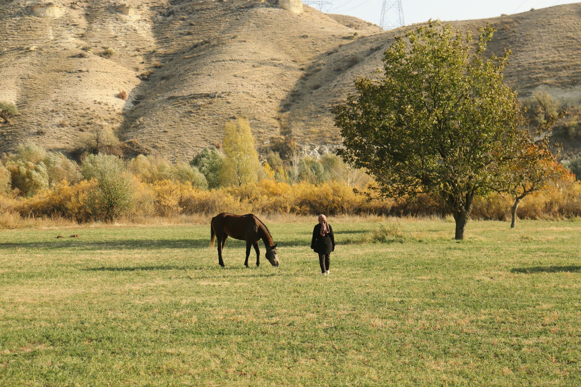 Horse grazing in a grassy field with a person walking towards it; trees and a hillside in the background.