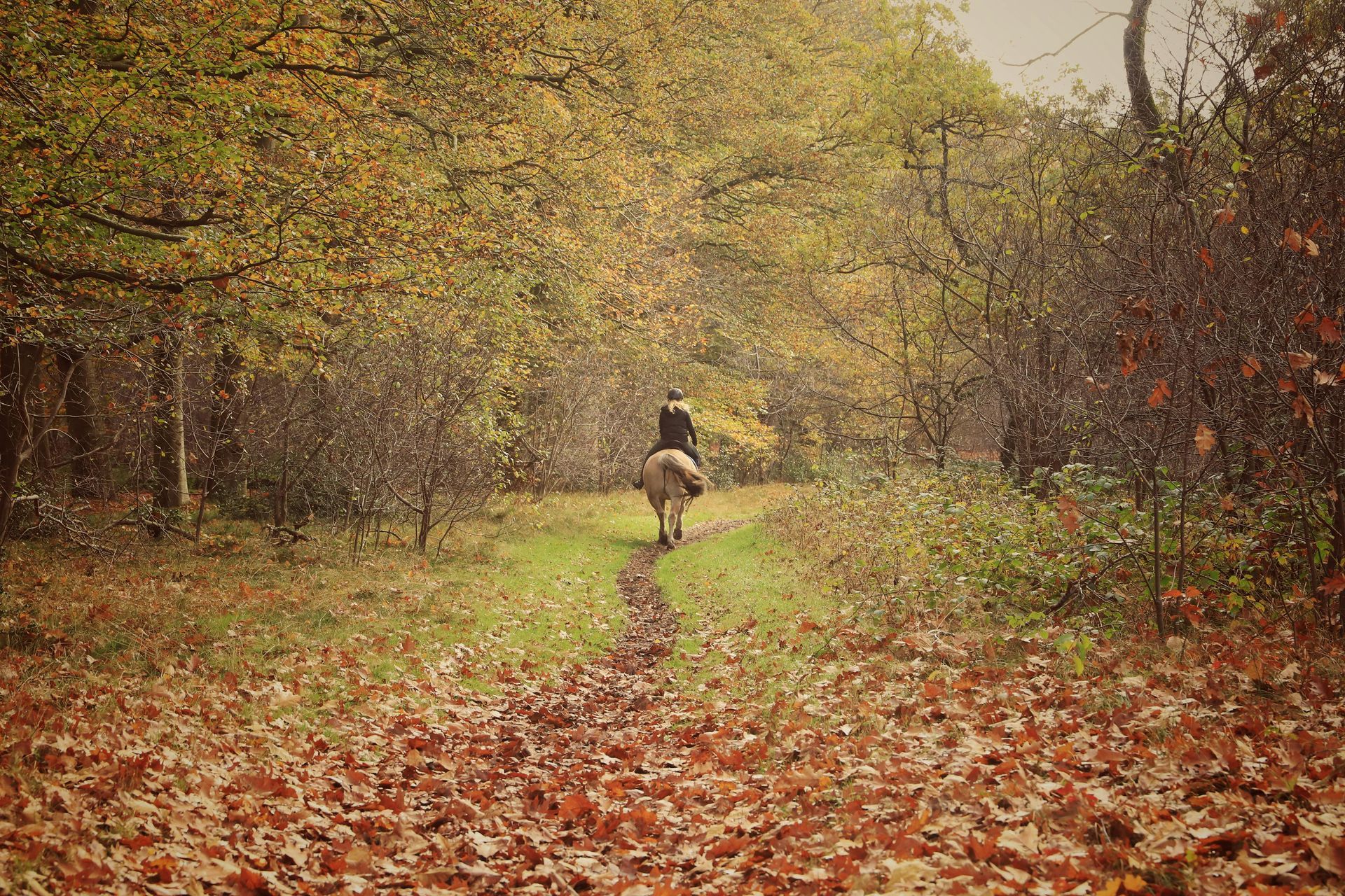 Horse and rider on a path through a forest, surrounded by autumn foliage and falling leaves.