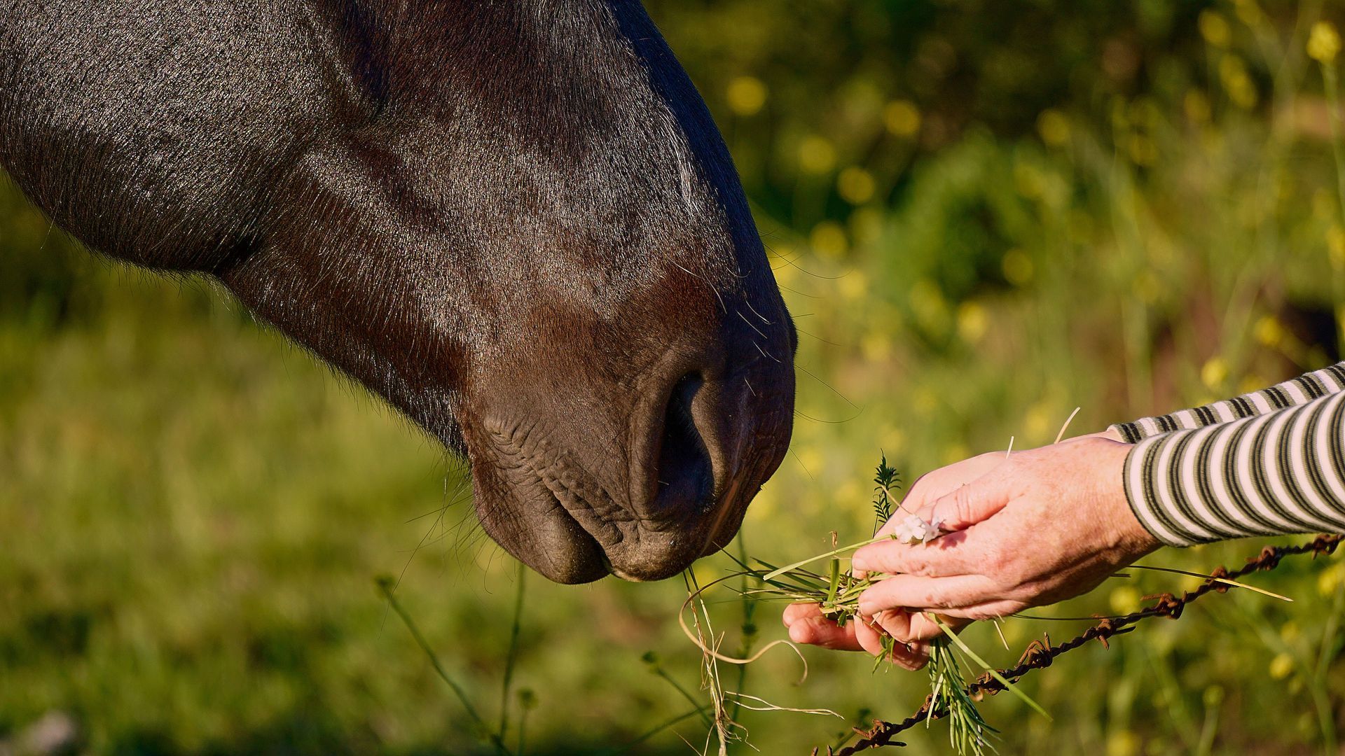 Horse muzzle and a person’s hand feeding it grass outdoors in a sunny field