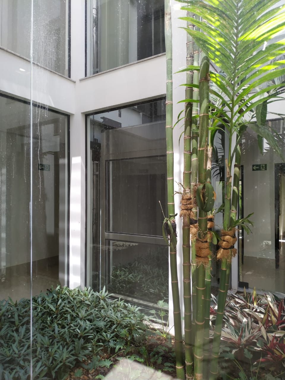 Pátio de um edifício moderno com janelas de vidro do chão ao teto, um elevador interno, plantas e um alto caule de bambu.