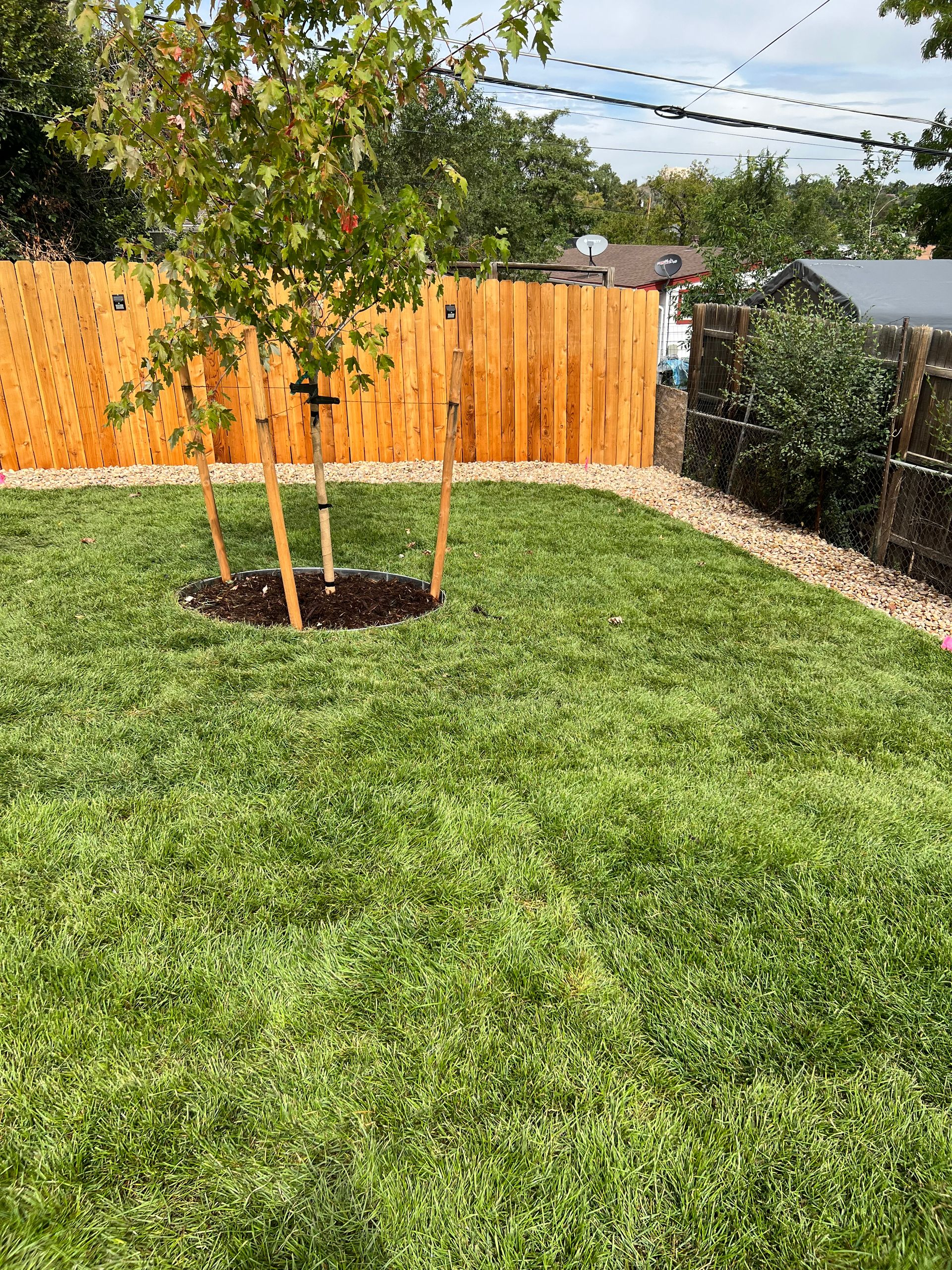 Backyard lawn with a young tree, wooden fence, and string lights under a clear sky