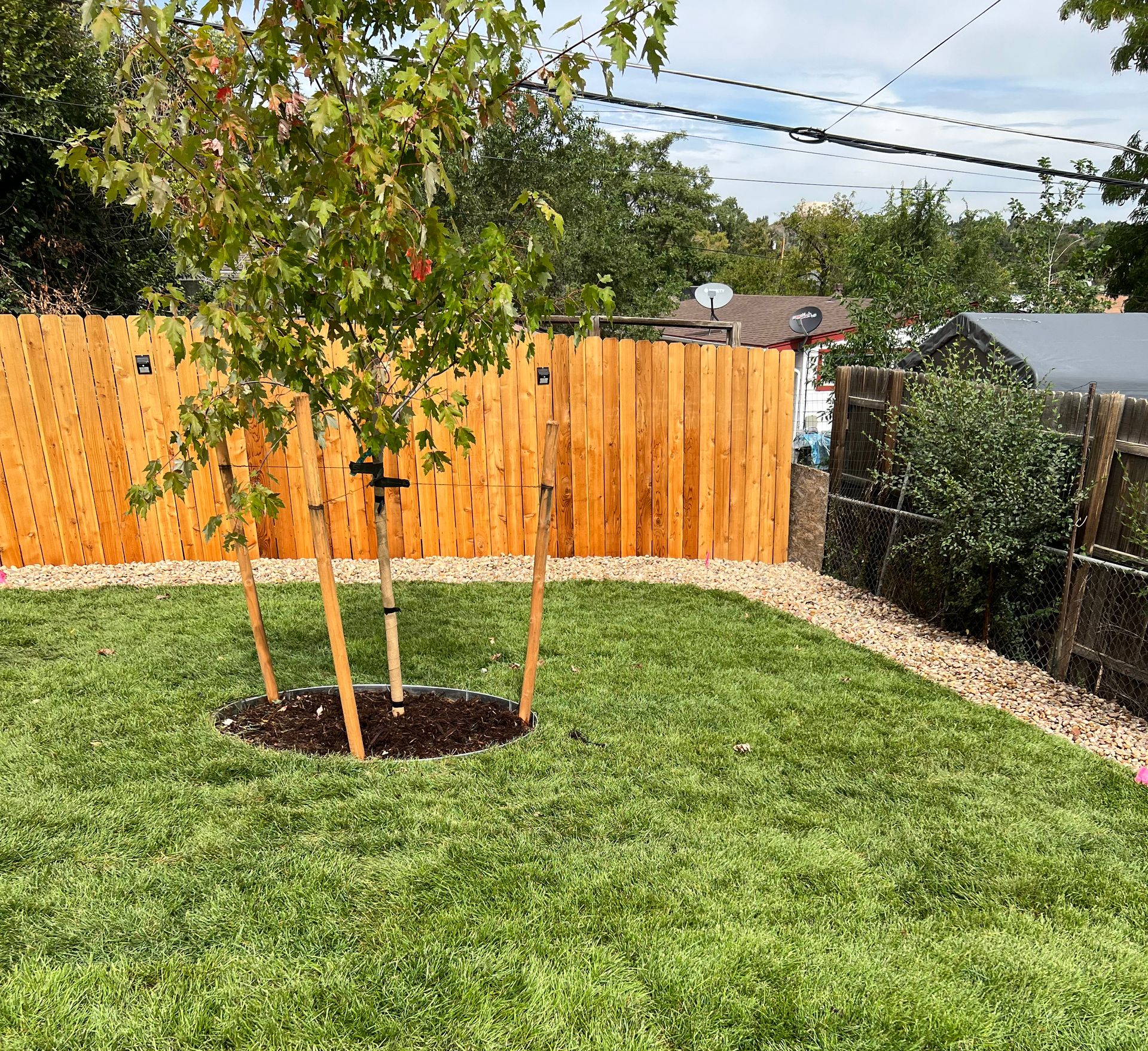 Backyard lawn with a young tree, orange wooden fence, and gravel border under a partly cloudy sky