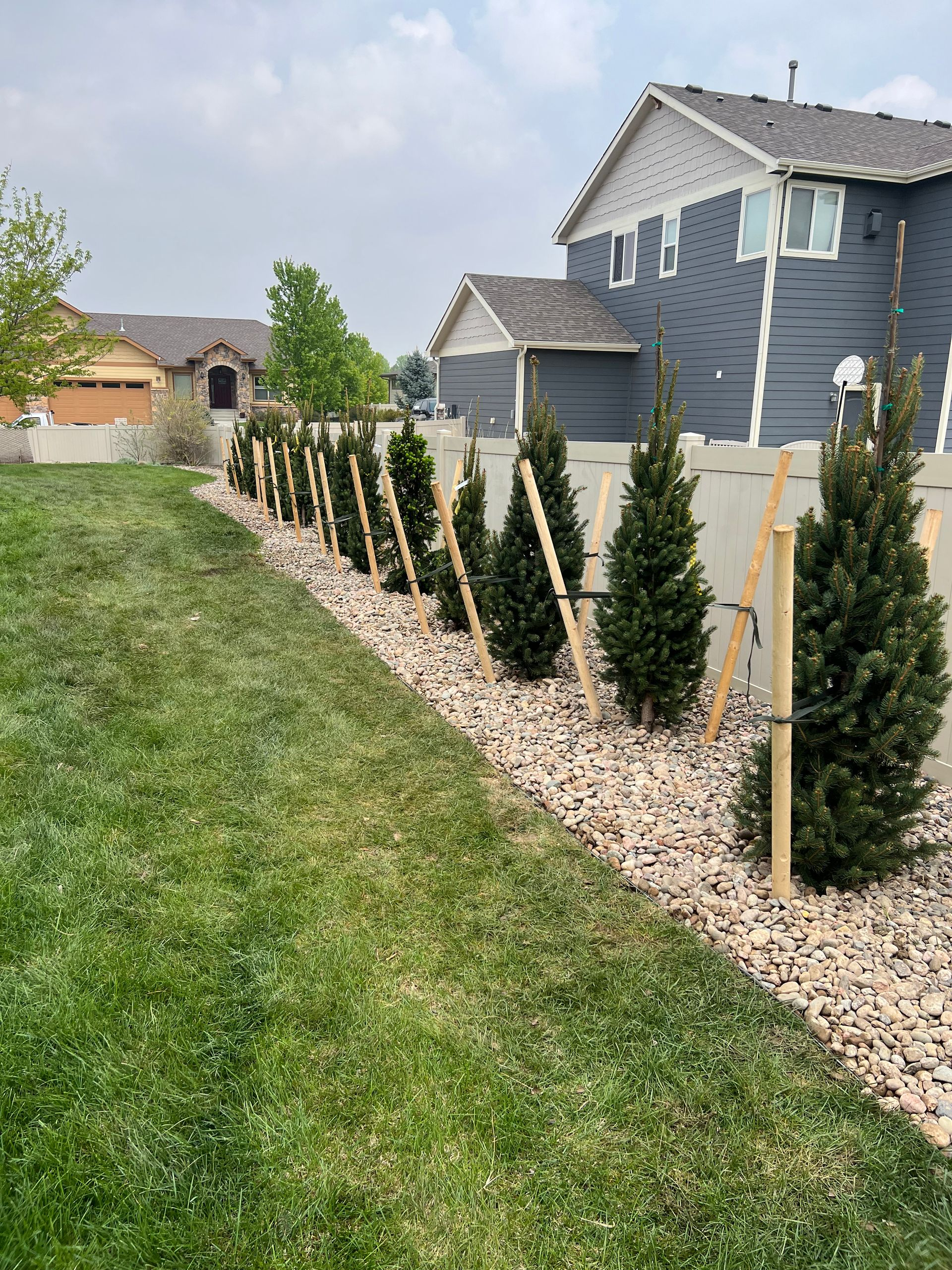 Row of young evergreen shrubs along a rock border beside a green lawn and suburban houses