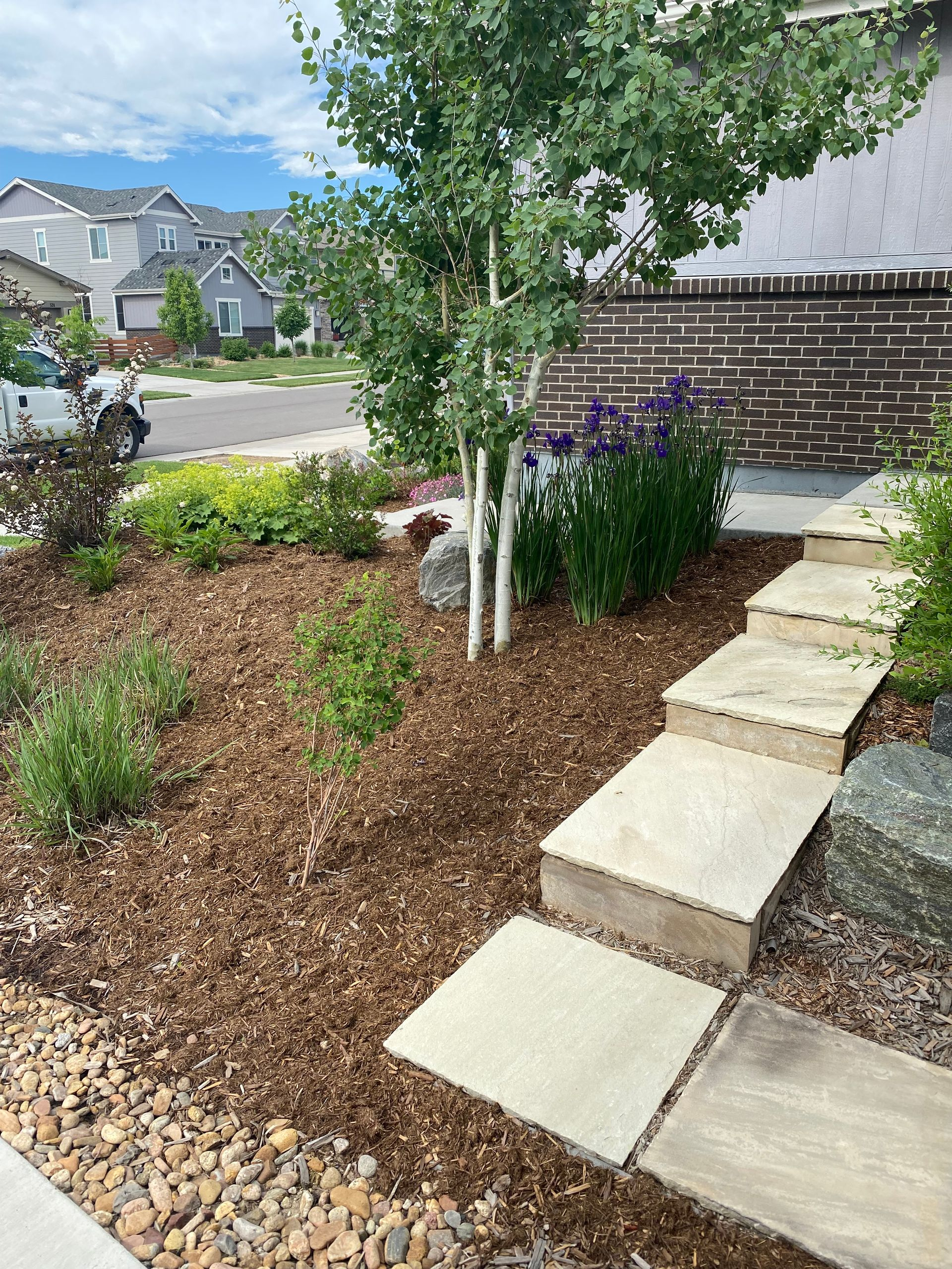 Front yard garden with stepping stones, mulch, white birch tree, and purple flowers beside a brick house