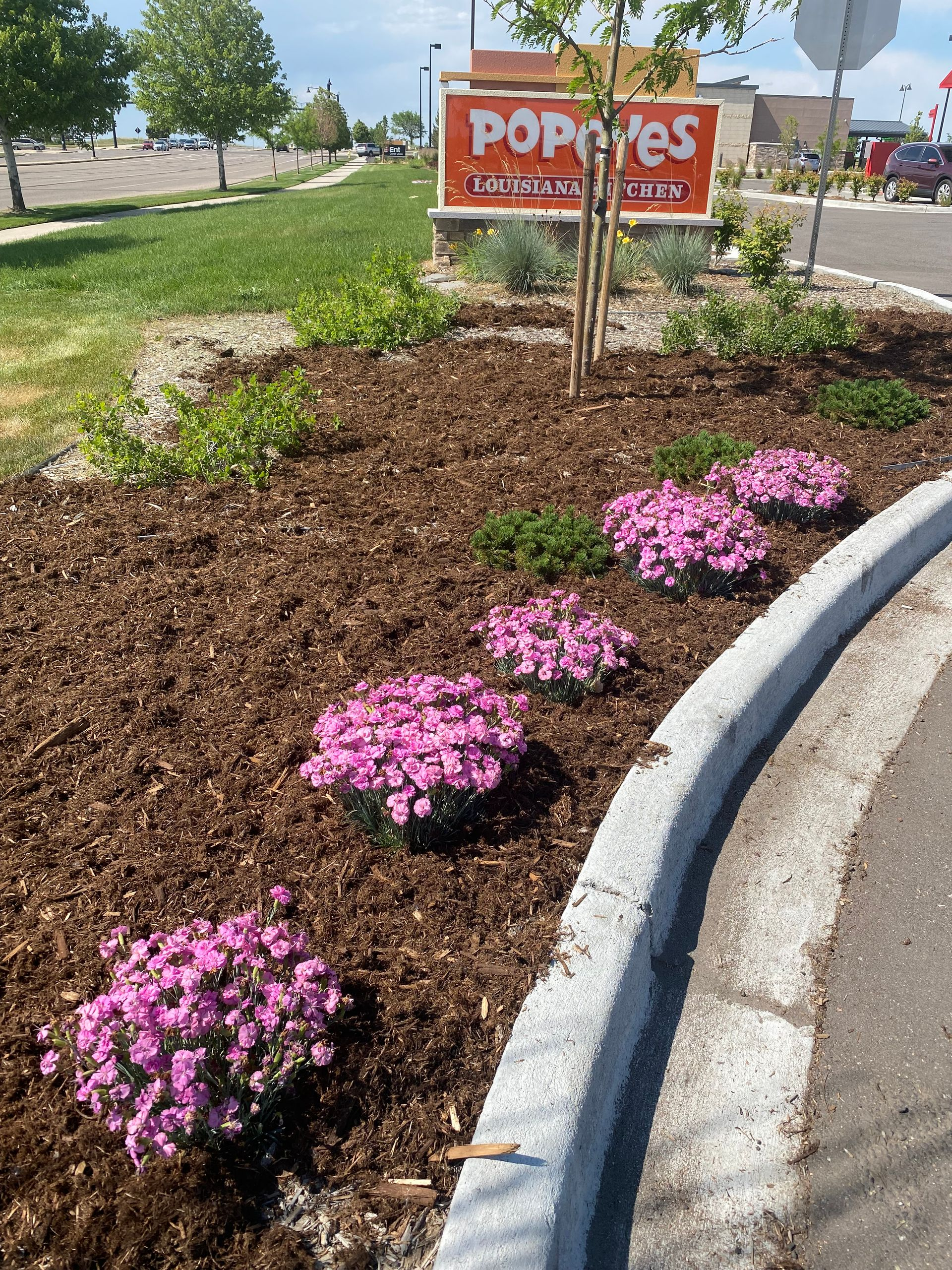 Flower bed with pink blooms and a Popeyes sign beside a parking lot curb