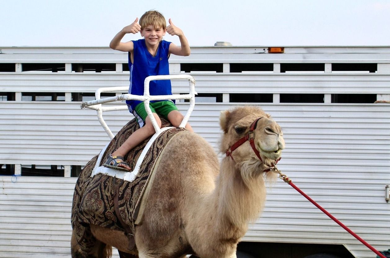 Child riding a camel at a fair, wearing a blue shirt and green shorts, with a handler leading it.