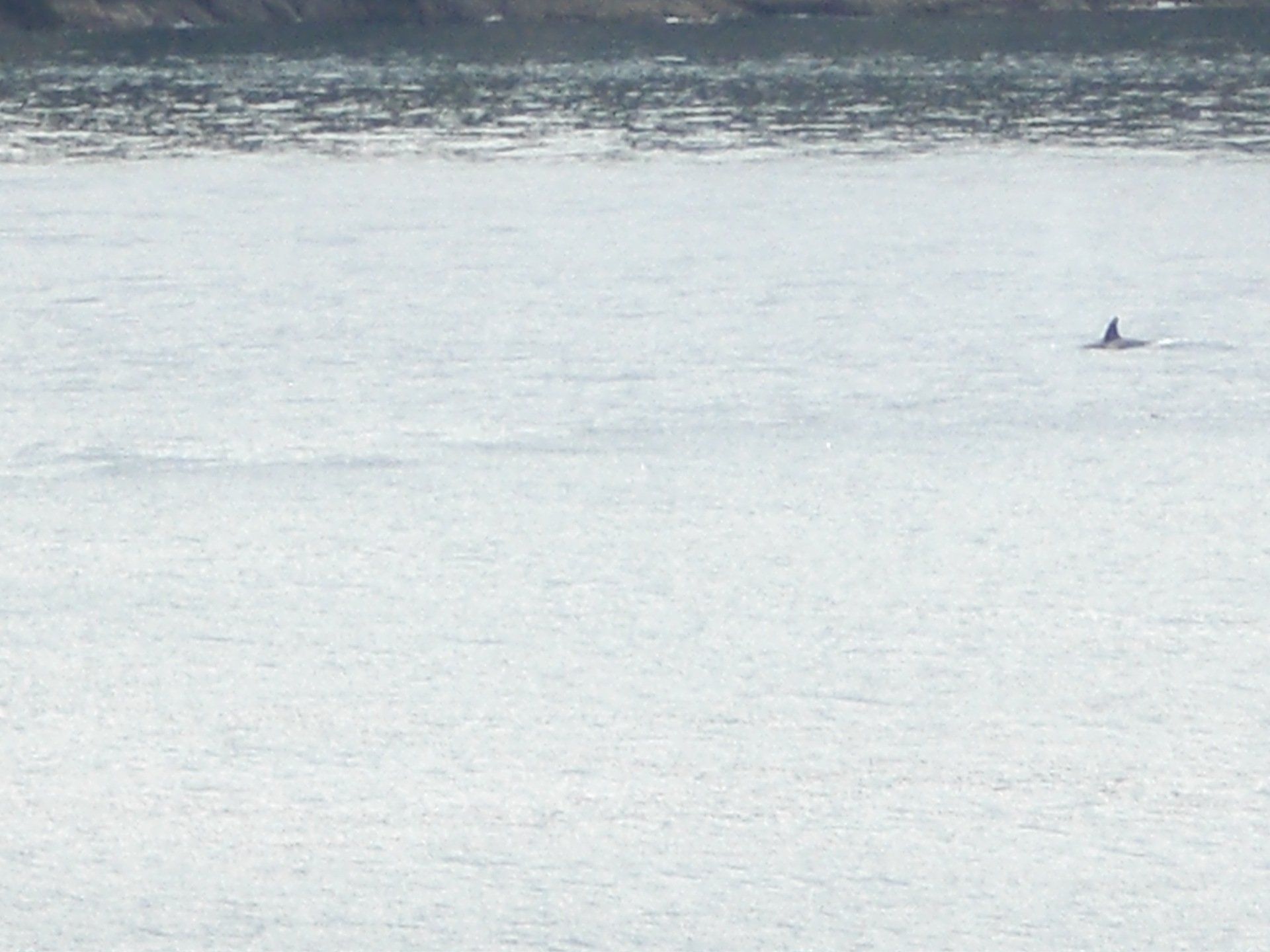 Orca whale surfacing in a body of water with a shoreline in the distance.