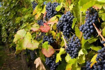 Vineyard with ripe, dark purple grapes hanging from vines with green and red leaves, at Fraser Valley vineyards