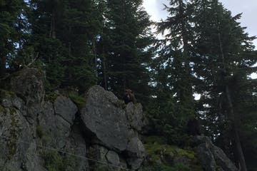 Rocky cliff with evergreen trees against a cloudy sky.