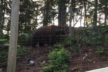 Large brown bear behind a chain-link fence in a wooded area.