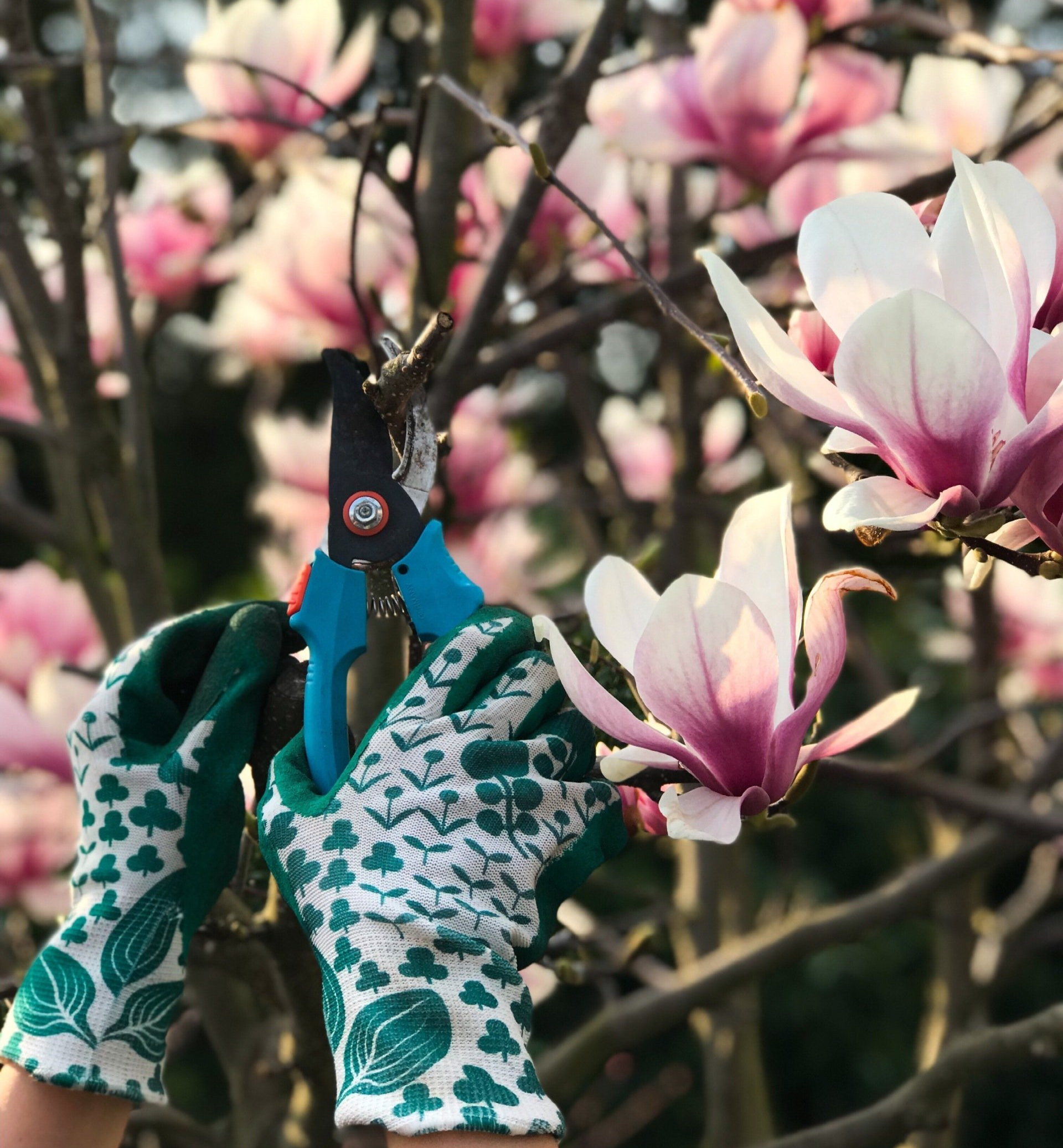 Pruning