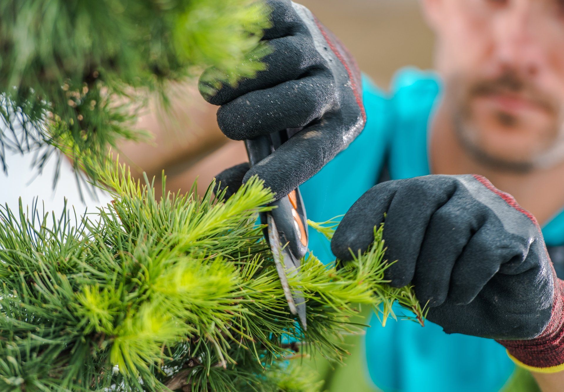 Tree Trimming