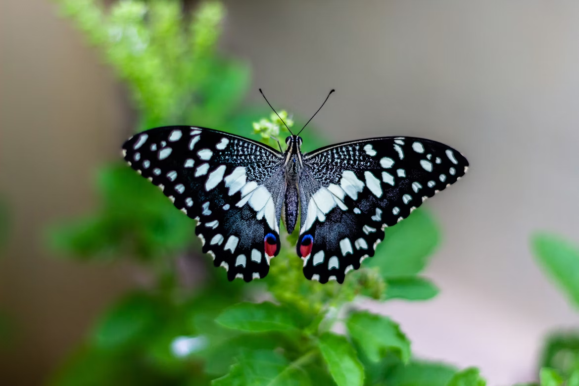 cremation services in Lake Zurich, IL