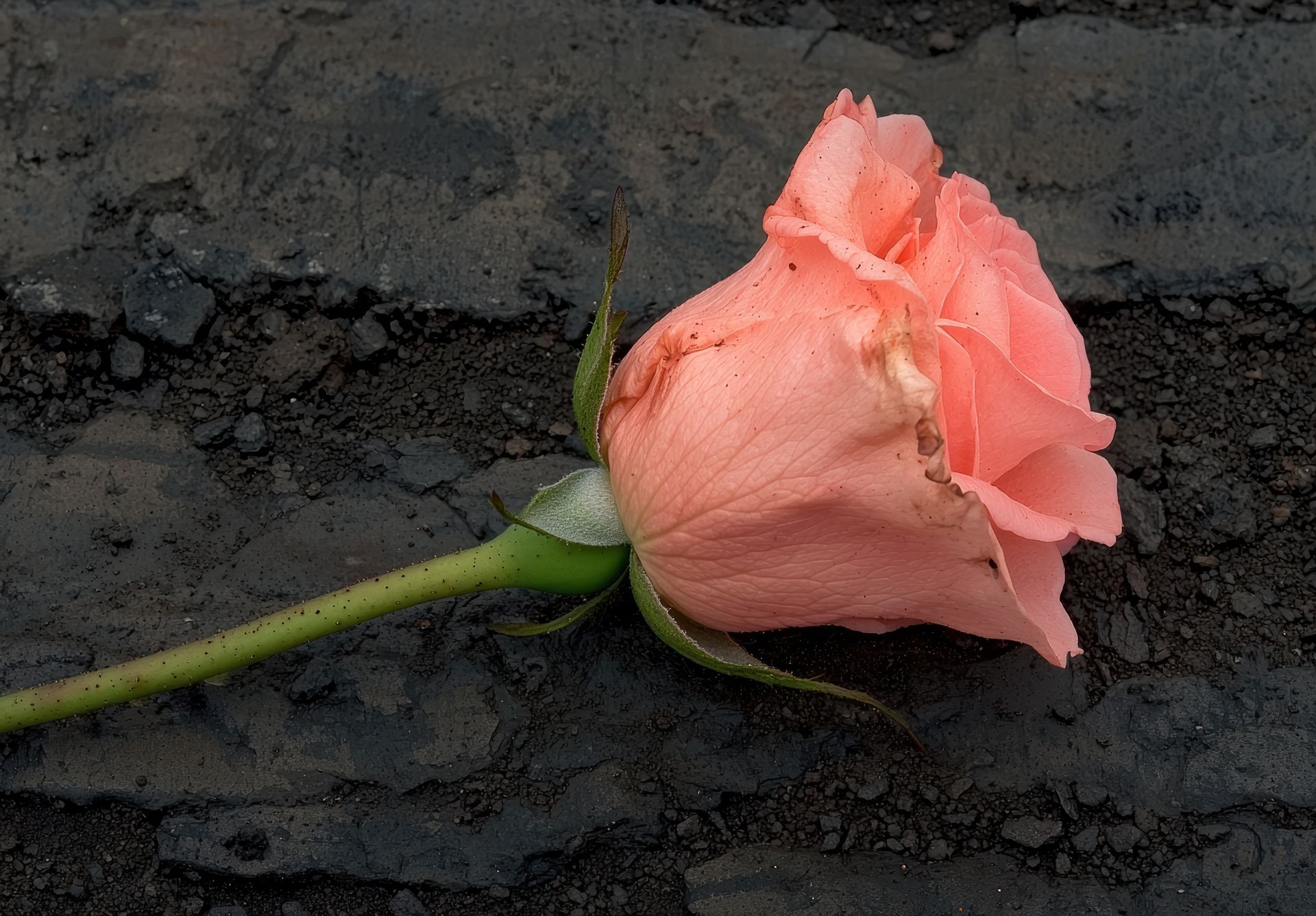 cremation services in Crystal Lake, IL
