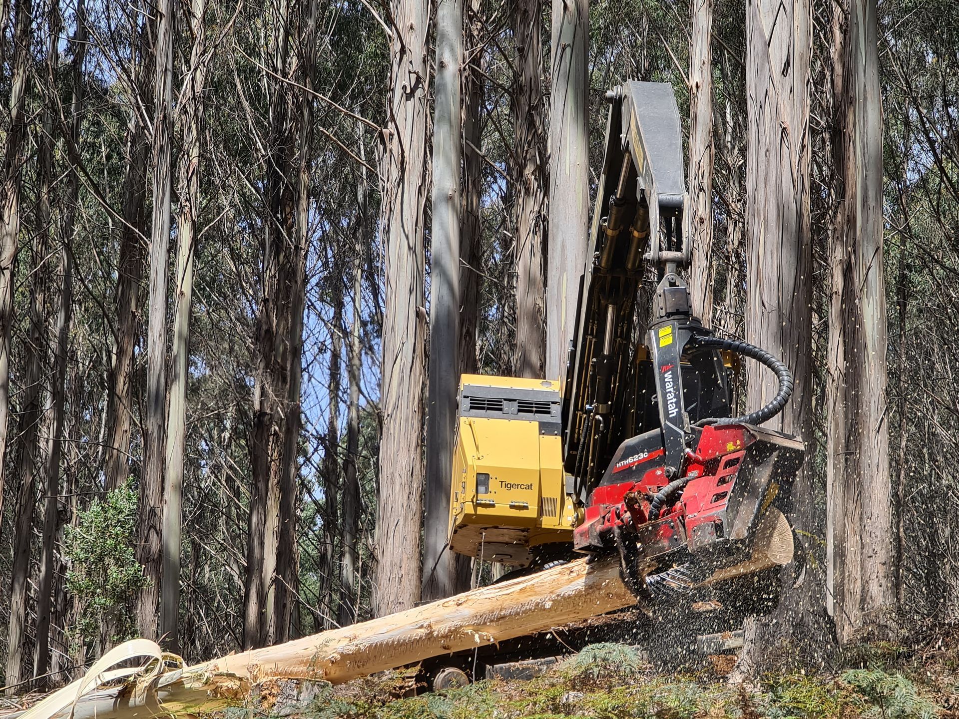 Yellow logging machine cutting a tree trunk in a forest.
