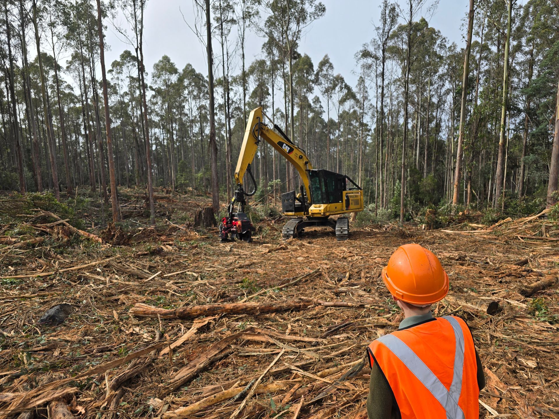 Person in orange safety vest watches logging machines clear trees in a forest.