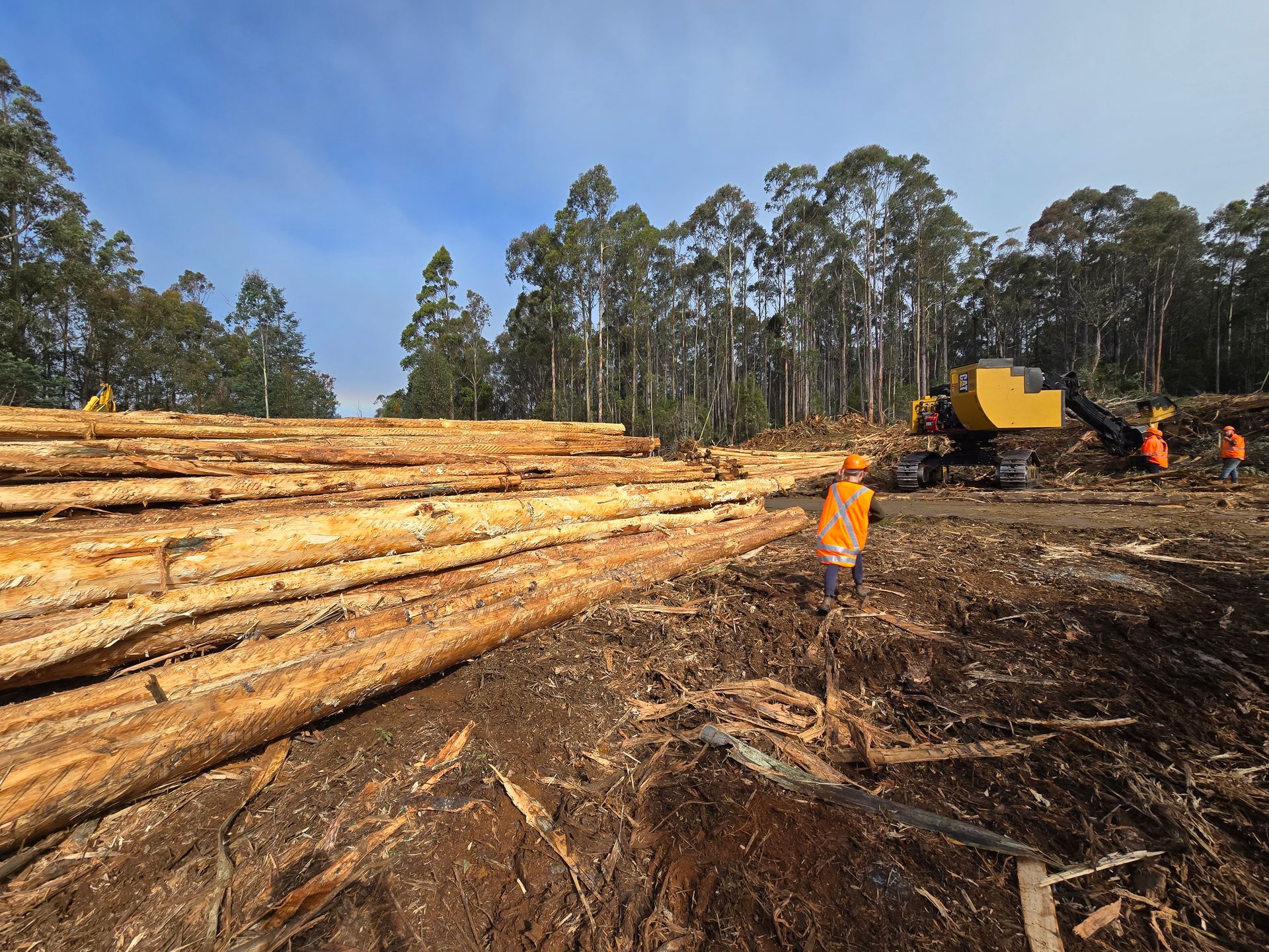Logging operation: felled trees piled, workers in orange vests, excavator, forest background.
