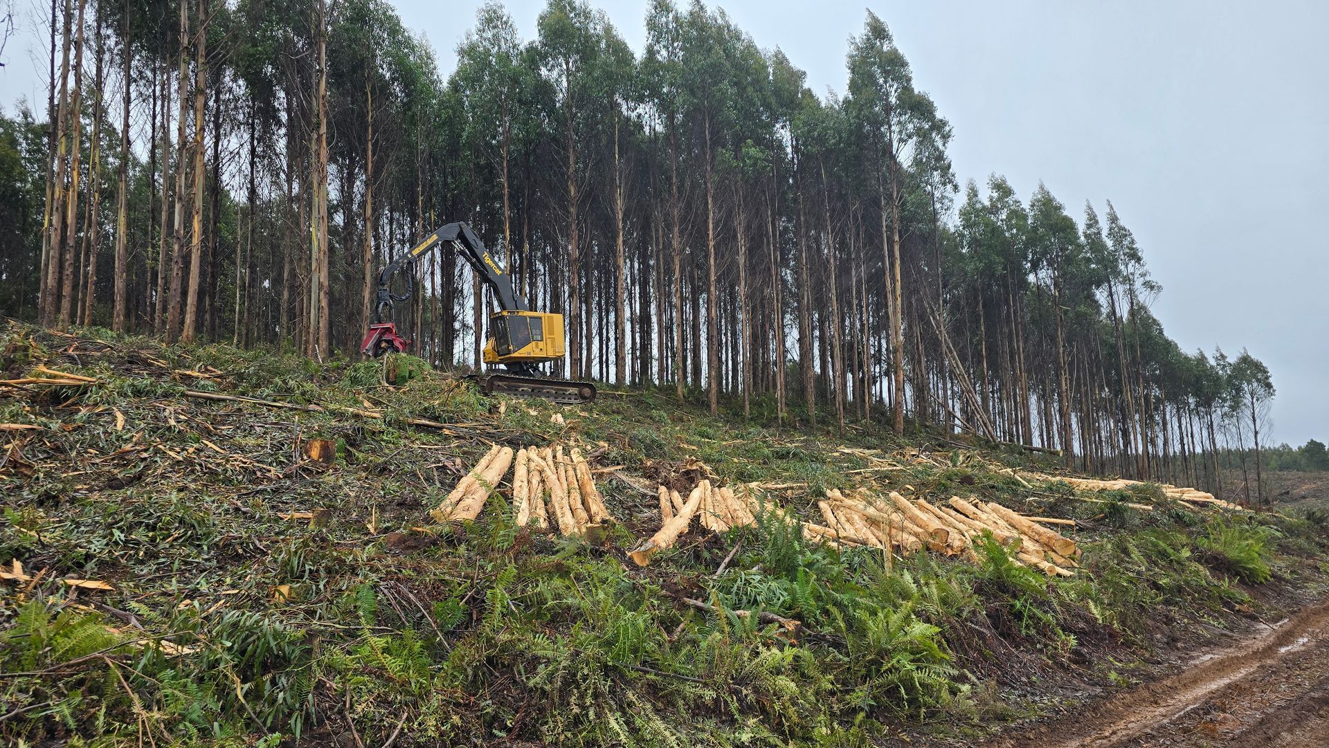 Forest clearing: yellow excavator and cut logs on a hillside with remaining trees, overcast sky.