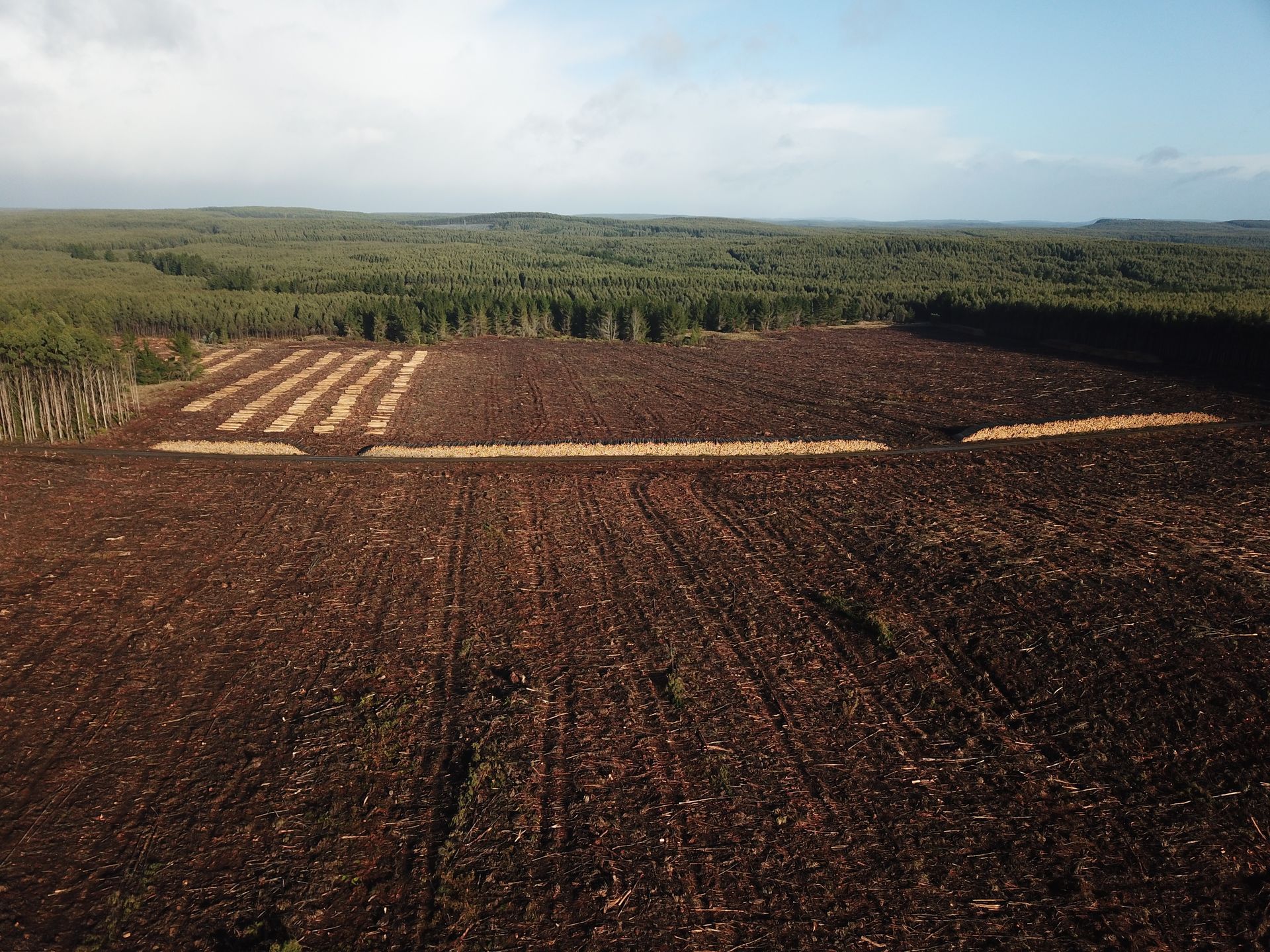 Harvested plantation with log rows and unharvested plantion in the background.