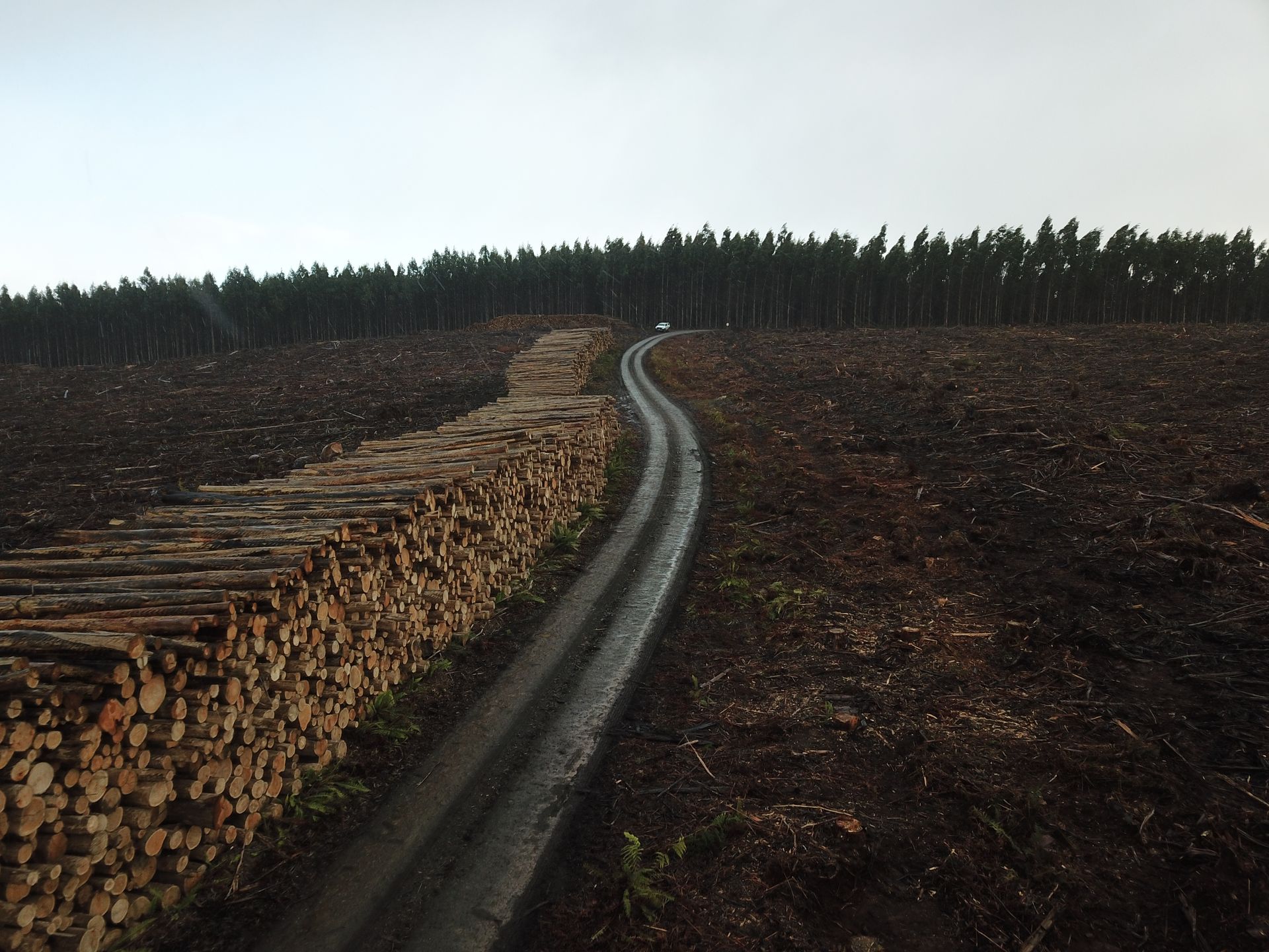 Road through a plantation forest area with stacked logs on the left and a treeline in the distance under an overcast sky.