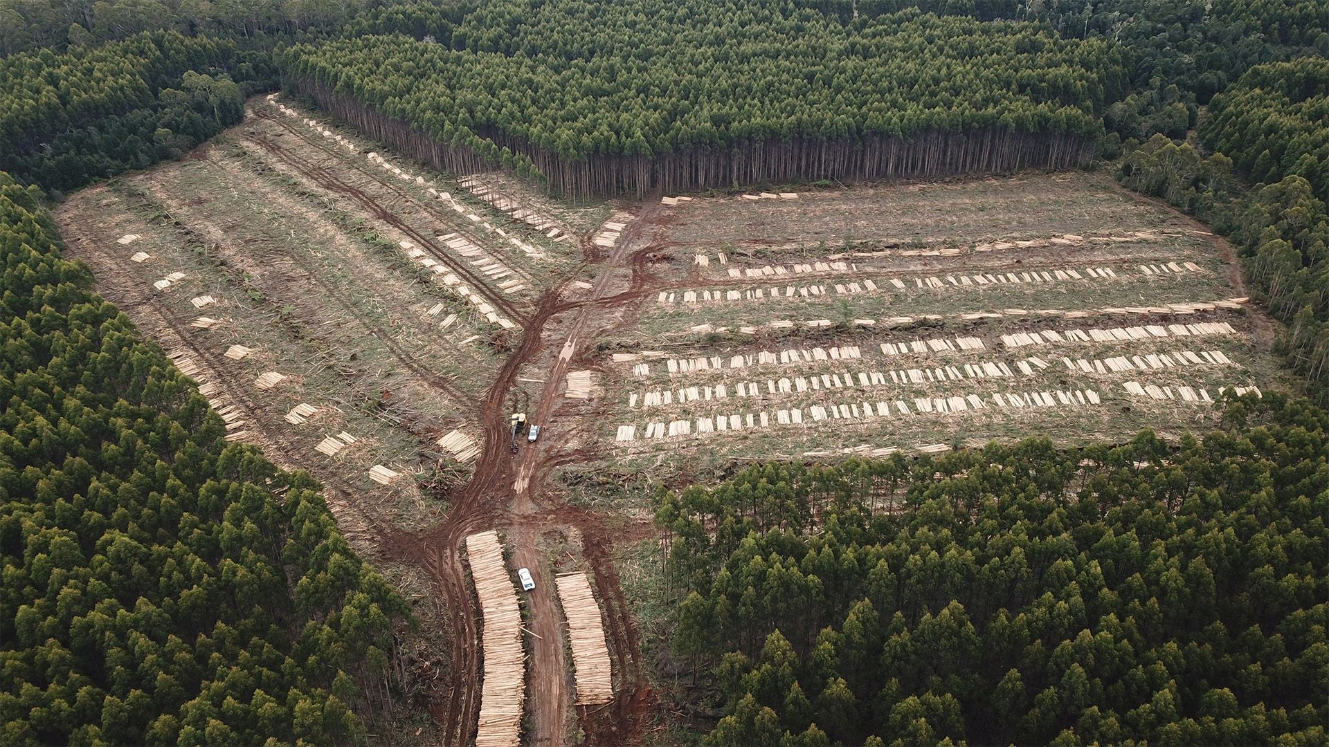 Birds eye view of forestry work