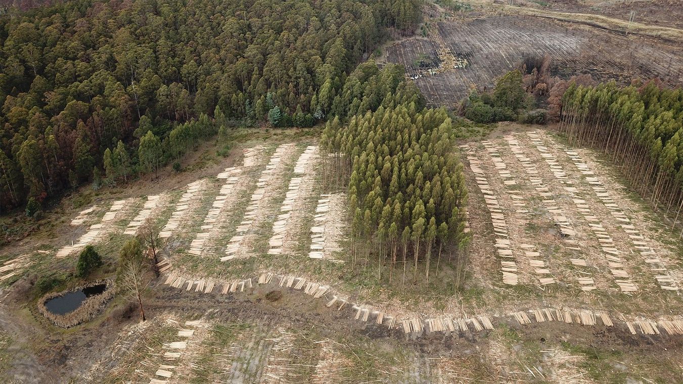 Aerial view of tidy rows of cleared forest area and a few standing trees.