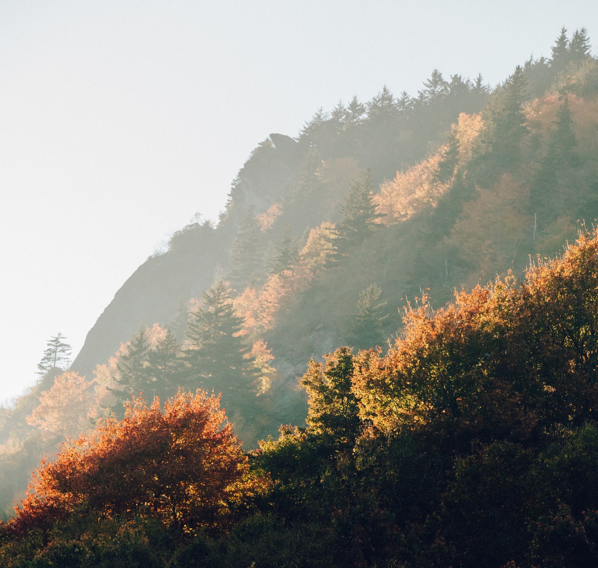 A hillside covered in trees with the sun shining through them
