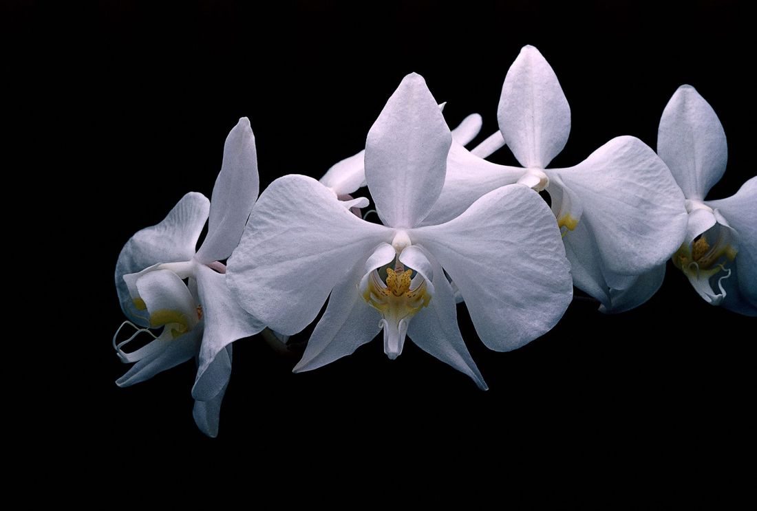 Orchidee