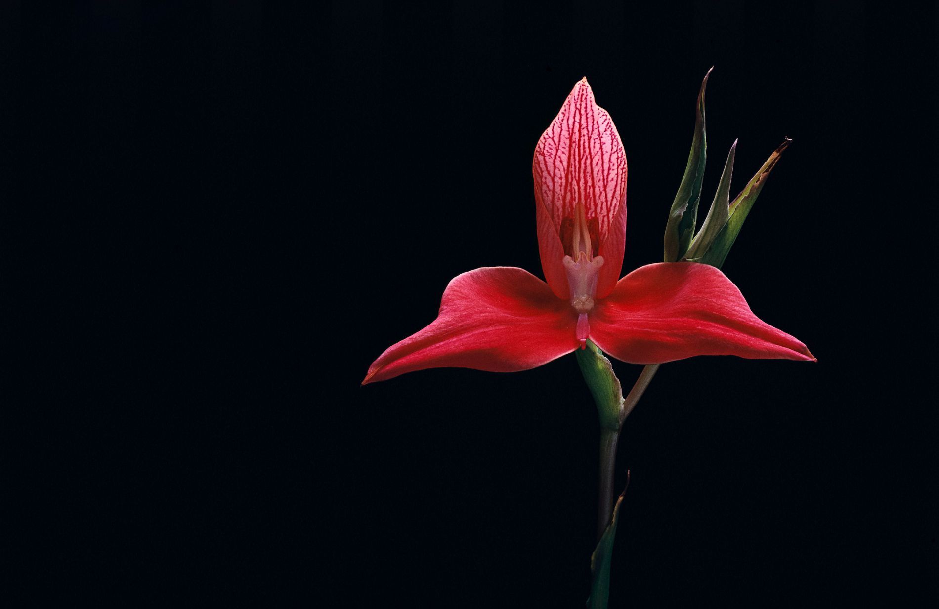 Orchidea rossa