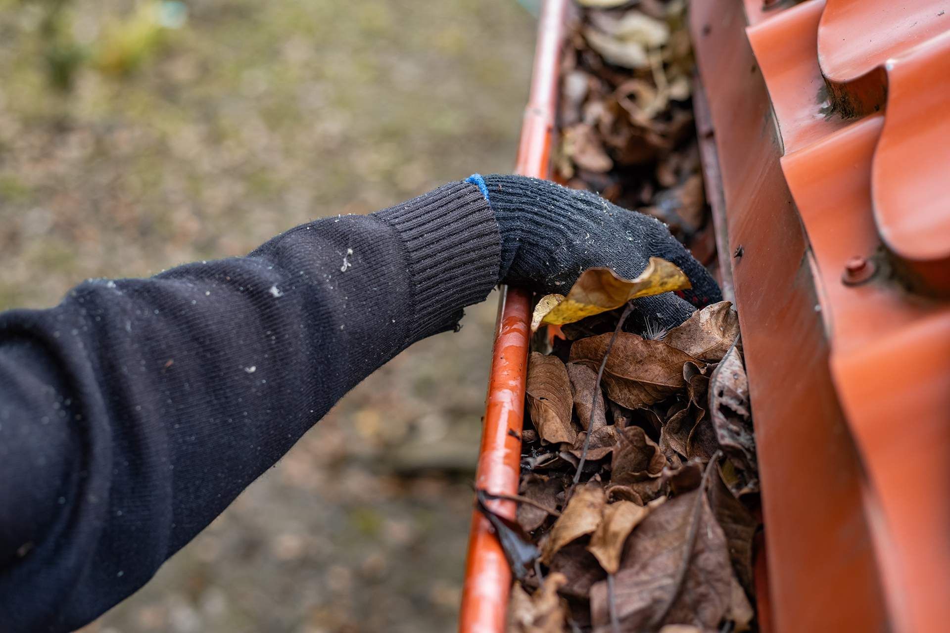 A gloved hand cleaning leaves from a dirty gutter on a roof.