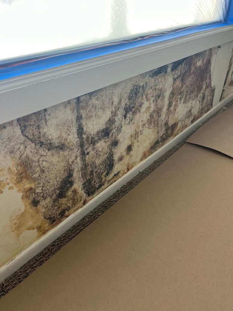 Mold growth on an interior wall before professional remediation