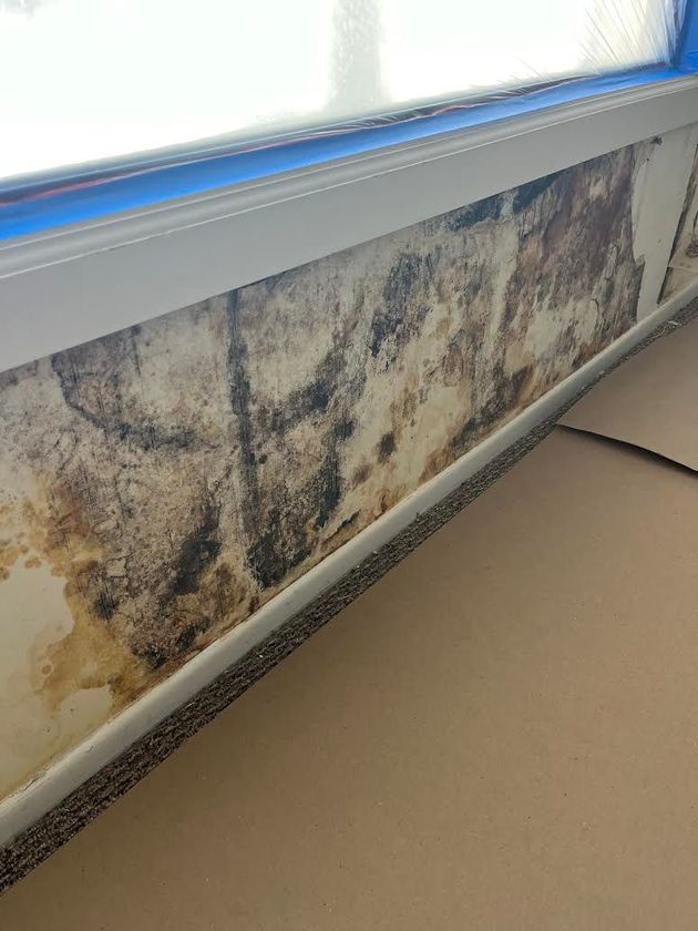 Visible mold growth on an interior wall before remediation