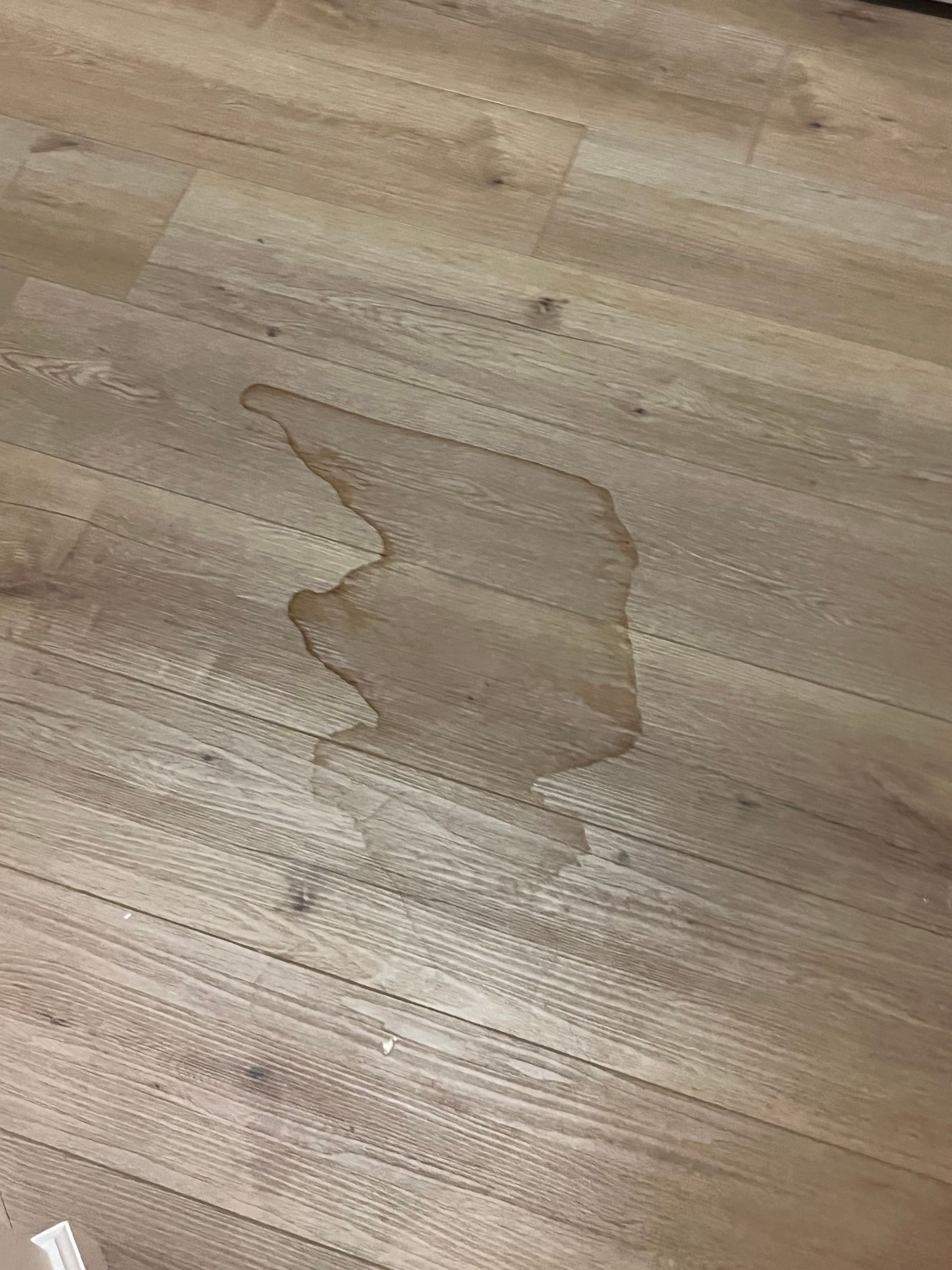 Water pooling on the floor beneath a leaking ceiling in a Siesta Key property