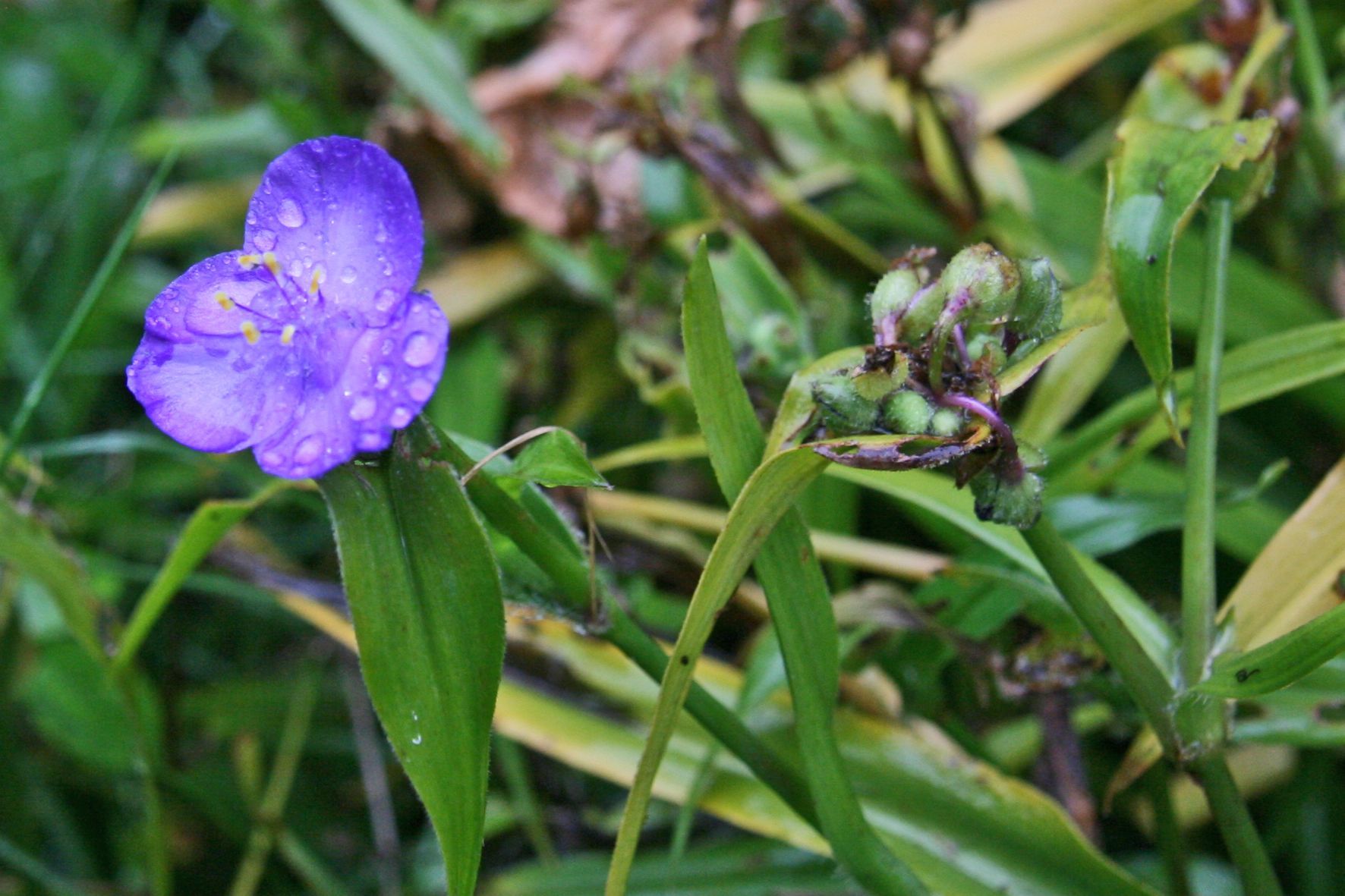 Blüte lila