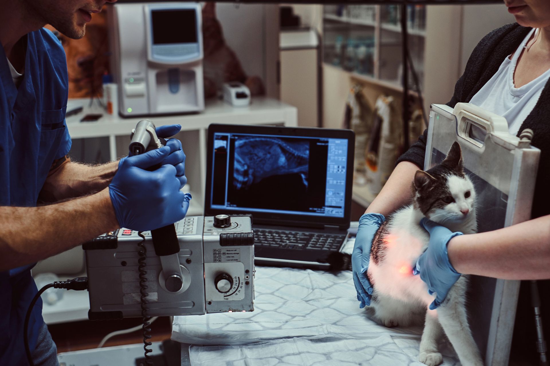 In una clinica, un veterinario con i guanti blu esamina un gatto accanto a un computer portatile che mostra una radiografia.
