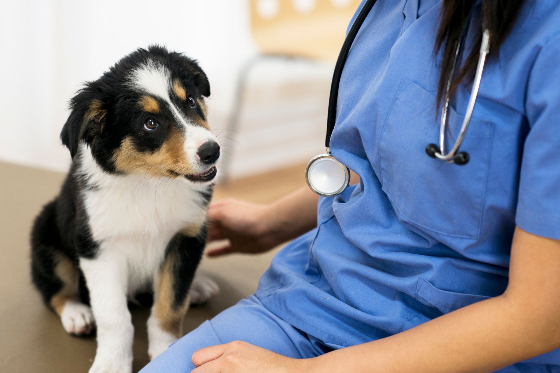 Un piccolo cucciolo bianco e nero accanto a un veterinario in camice blu con lo stetoscopio.