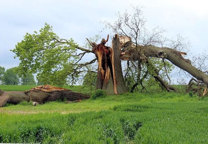 Damaged tree split and fallen on a green field, likely from a storm.