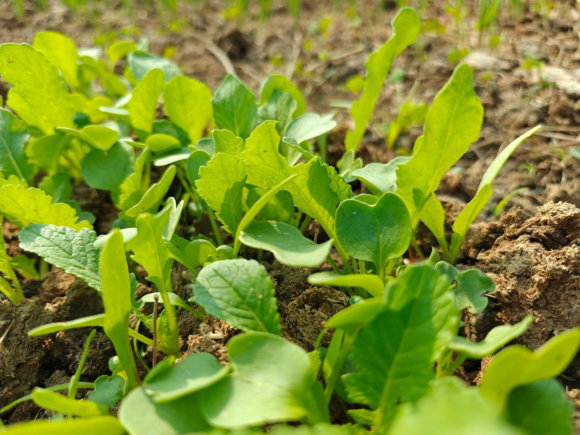 Green leafy radish seedlings growing in brown soil.