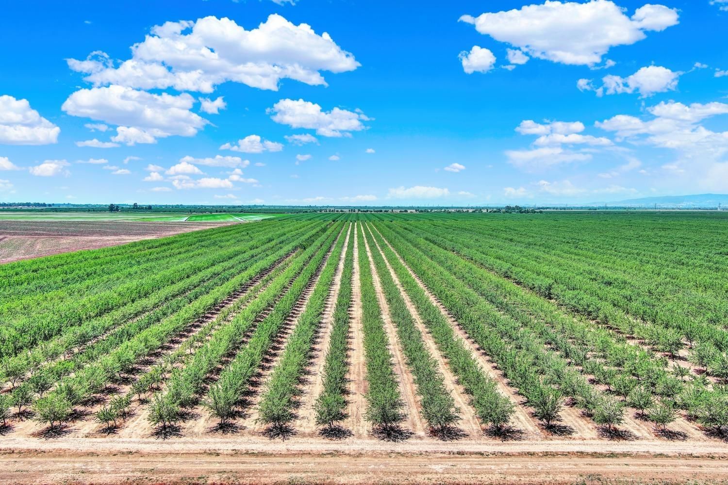 Rows of green trees in an orchard under a blue sky with white clouds.