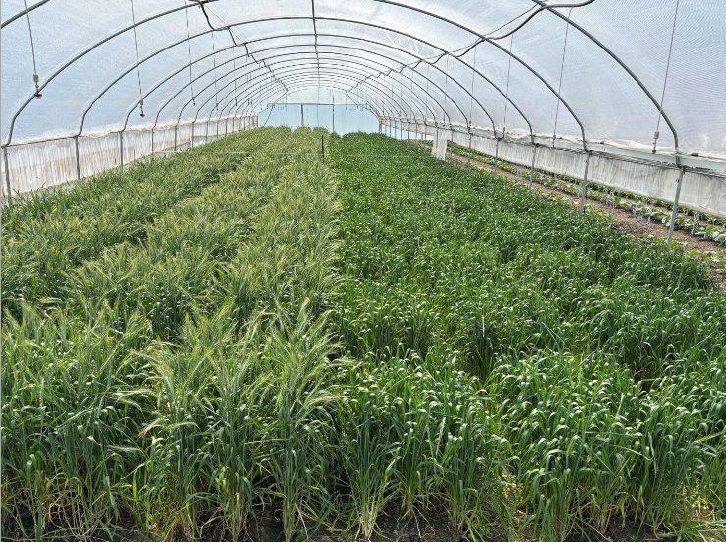Mendocino View Farms Colusa County, CA