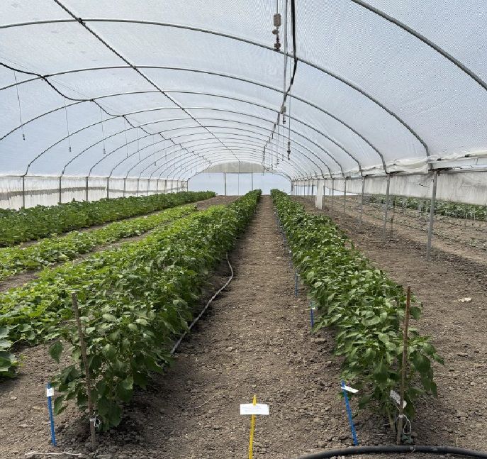 Mendocino View Farms Colusa County, CA